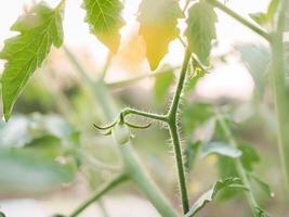 Close up of Tomatoes twig and small green tomatoes in the garden with sunrise light in the morning photo