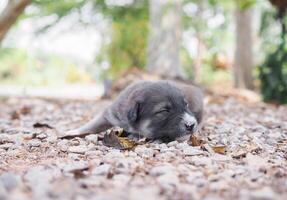 linda recién nacido cachorros dormido en el suelo en el jardín. tailandés perrito foto