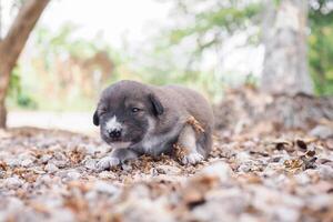 linda recién nacido cachorros dormido en el suelo en el jardín. tailandés perrito foto