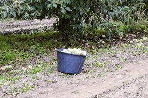 A bucket with apples in the garden. Apple orchard. Rows of trees photo