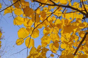 Yellow leaves of linden against the sky and the backlight. Autumn background from leaves of a linden. Yellow autumn leaves photo