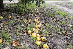 Apple orchard. Rows of trees and the fruit of the ground under t photo