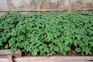 Seedlings of tomato. Growing tomatoes in the greenhouse. Seedlin photo