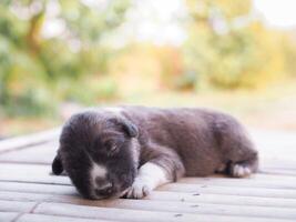 Cute newborn puppies sleeping on wooden desk, Thai puppy photo