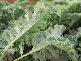 Closeup of a green organic kale. curly leaves Kale. Green salad leaves. photo