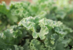 Closeup of a green organic kale. curly leaves Kale. Green salad leaves. photo