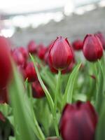 Close up Red tulip in the garden photo