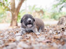 Cute newborn puppies sleeping on the ground in the garden. Thai puppy photo