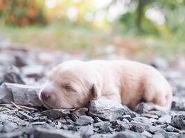 linda recién nacido cachorros dormido en el suelo. tailandés perrito foto