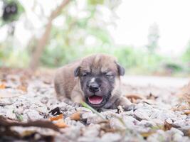 Cute newborn puppies sleeping on the ground in the garden. Thai puppy photo