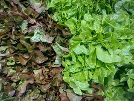 Lettuce or lettuce, Green salad leaves background photo