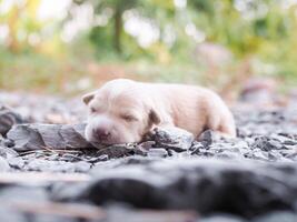 Cute newborn puppies sleeping on the ground. Thai puppy photo