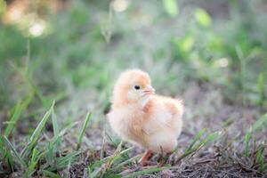 un pollo bebé en el jardín foto