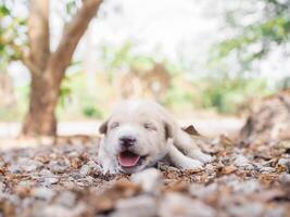 linda recién nacido cachorros dormido en el suelo en el jardín. tailandés perrito foto