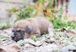 Cute newborn puppies sleeping on the ground in the garden. Thai puppy photo