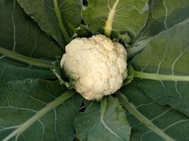 Cauliflower food in the beautiful garden nice photo. photo