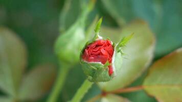 Red rose bud with green leaves in the garden, shallow depth of field. photo