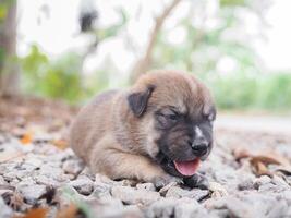 Cute newborn puppies sleeping on the ground in the garden. Thai puppy photo