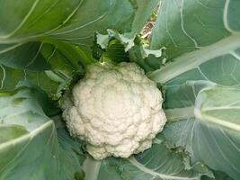 Cauliflower food in the beautiful garden nice photo. photo