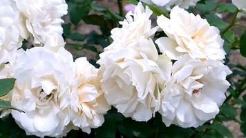 Roses white red and white a flower bed on a sunny summer day. photo