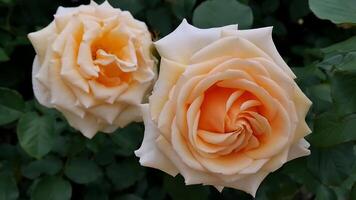 Roses Orange red and white a flower bed on a sunny summer day. photo