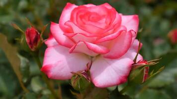 rosas naranja rojo y blanco un flor cama en un soleado verano día. foto