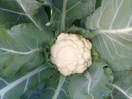 Cauliflower food in the beautiful garden nice photo. photo