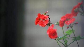 rojo geranio flores con agua gotas en pétalos en el jardín. foto