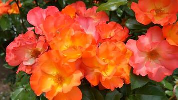 rosas rojo y blanco un flor cama en un soleado verano día. foto