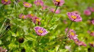 Pink flowers in the garden, close-up, selective focus. photo