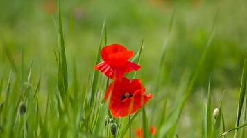 Red poppies on green grass in spring. Shallow depth of field photo