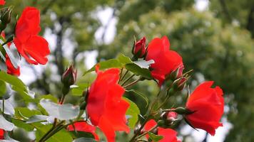 rosas rojo y blanco un flor cama en un soleado verano día. foto