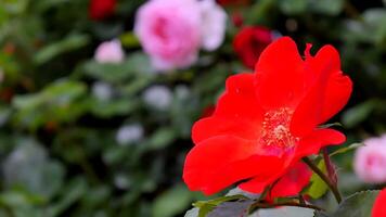 rosas rojo y blanco un flor cama en un soleado verano día. foto