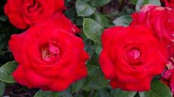 Roses red and white a flower bed on a sunny summer day. photo