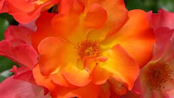 rosas naranja rojo y blanco un flor cama en un soleado verano día. foto