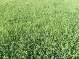 Aerial view of green wheat field in summer background. photo