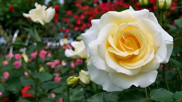 rosas blanco naranja un flor cama en un soleado verano día. foto