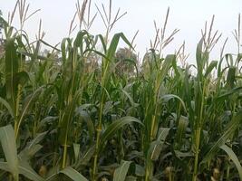 Corn field at sunset. Green leaves on the background of the sky. photo