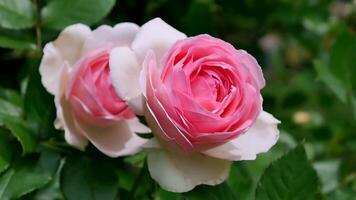 Roses pink Orange red and white a flower bed on a sunny summer day. photo