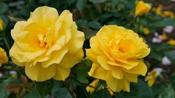 Roses yellow Orange red and white a flower bed on a sunny summer day. photo