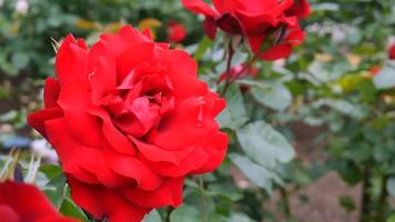 rosas rojo y blanco un flor cama en un soleado verano día. foto