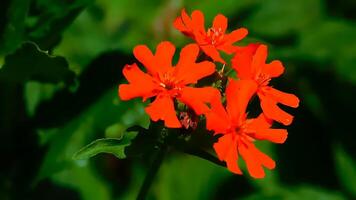 Red geranium flowers in the garden with green leaves in the background. photo