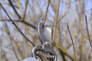 Trimming tree with a cutter. Spring pruning of fruit trees. photo