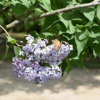 Butterfly rash on lilac colors. Butterfly urticaria. photo