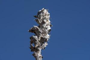 2023 8 dieciséis Perú verbascum flomoides 8 foto