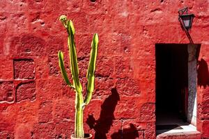 2023 8 15 Perú árbol y rojo pared 2 foto