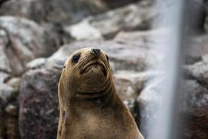 2023 8 13 Peru sea lions 15 photo