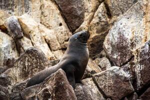 2023 8 13 Peru sea lions 19 photo