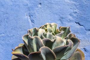 2023 8 15 Peru Echeveria gigantea Rose 1 photo