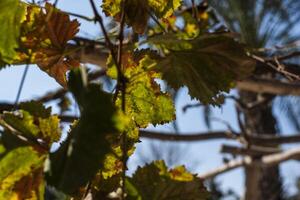 2023 8 13 Peru pisco vine leaves photo